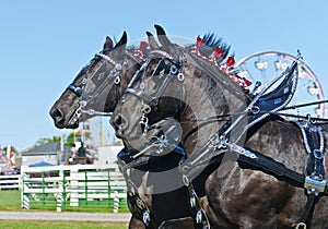 Closeup of Percheron Draft Horses at Country Fair