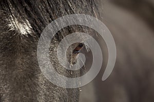 Closeup percheron horse photo