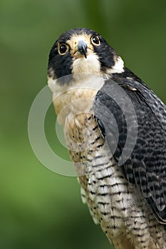 Closeup of Peregrine Falcon