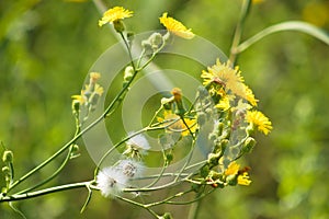 Closeup of perennial sowthistle in bloom and fluffy seeds with selective focus on foreground