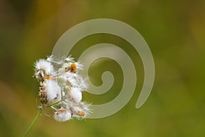 Closeup of perennial sowthistle fluffy seed with green blurred background