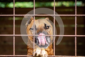 Closeup of a Perro de Presa Canario breed dog looking behind a fence photo