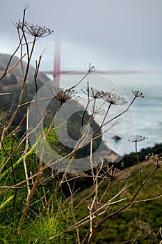 Closeup of Persian hogweed plants with foggy Golden Gate Bridge in the background