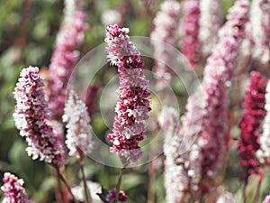 Closeup of a Persicaria bistort flower spike