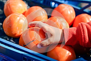 Closeup on persimmon and hand