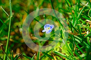 Closeup of a Persischer Ehrenpreis (Veronica persica) in greenery