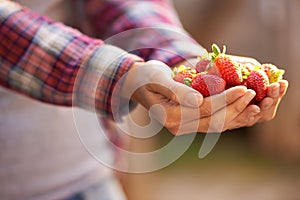 Closeup, person and hands with strawberries for food, fresh produce or harvest in agriculture, farming or nature. Farmer