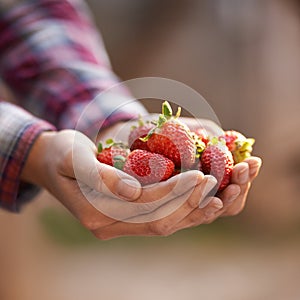 Closeup, person and hands with strawberries for harvest, food or fresh produce in agriculture, farming or nature. Farmer