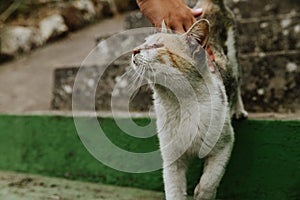 Closeup of a person petting an adorable cat in a park with a blurry background