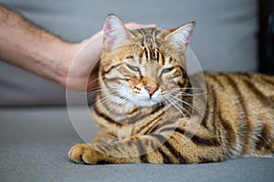 Closeup of a person petting a cute domestic Bengal cat on the sofa