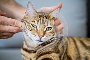 Closeup of a person playing with an annoyed Bengal cat with a blurry background