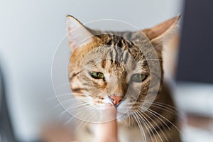 Closeup of a person playing with an annoyed Bengal cat with a blurry background