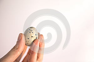 Closeup of person's hand holding a small quail egg isolated on white background.