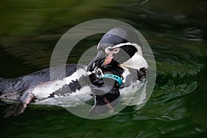 Closeup of a Peruvian penguin (Spheniscus humboldti) in water against blurred background