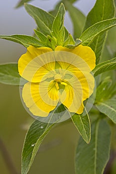Peruvian Primrose-Willow