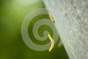 Closeup of a pest larvae caterpillars of the Yponomeutidae family or ermine moths, formed communal webs around a tree.