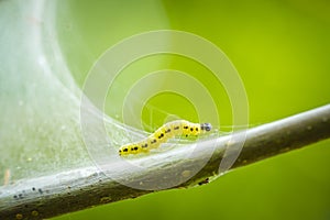 Closeup of a pest larvae caterpillars of the Yponomeutidae family or ermine moths, formed communal webs around a tree.