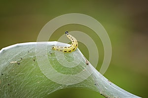 Closeup of a pest larvae caterpillars of the Yponomeutidae family or ermine moths, formed communal webs around a tree.