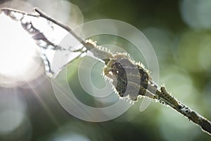 Closeup of a pest larvae caterpillars of the Yponomeutidae family or ermine moths, formed communal webs around a tree.