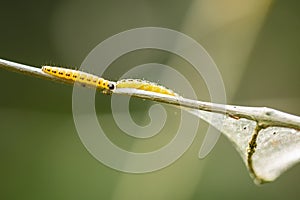 Closeup of a pest larvae caterpillars of the Yponomeutidae family or ermine moths,