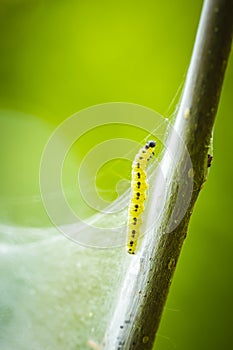Pest larvae caterpillars of the Yponomeutidae family or ermine moths, formed communal webs around a tree
