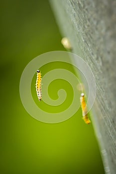 Pest larvae caterpillars of the Yponomeutidae family or ermine moths, formed communal webs around a tree