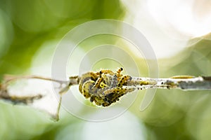 Pest larvae caterpillars of the Yponomeutidae family or ermine moths, formed communal webs around a tree