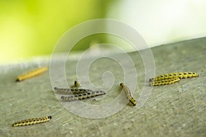 Pest larvae caterpillars of the Yponomeutidae family or ermine moths, formed communal webs around a tree