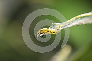 Closeup of a pest larvae caterpillars of the Yponomeutidae family or ermine moths, formed communal webs around a tree