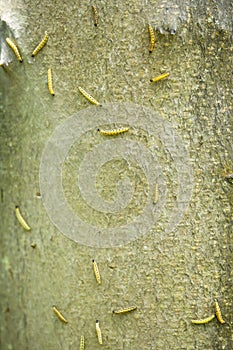 Closeup of a pest larvae caterpillars of the Yponomeutidae family or ermine moths, formed communal webs around a tree