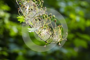 Closeup of a pest larvae caterpillars of the Yponomeutidae family or ermine moths, formed communal webs around a tree.