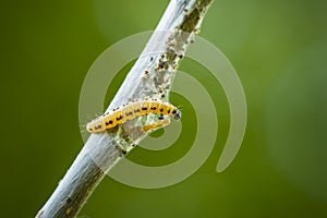 Closeup of a pest larvae caterpillars of the Yponomeutidae family or ermine moths, formed communal webs around a tree.