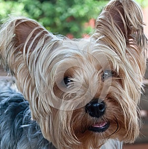 Closeup of pet Yorkshire terrier , looking at camera and smiling on natural background.