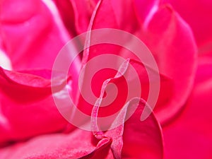 Closeup of the petals of a Bud of a red rose.