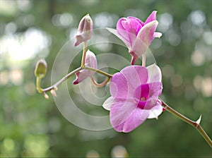 : Closeup petals of pink Cooktown orchid flower, Dendrobium bigibbum plants in garden with green blurred background, soft focus ,,