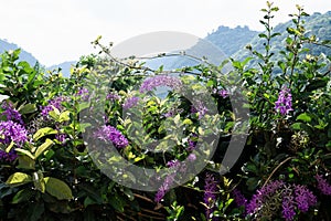 Closeup of the Petrea Volubilis flowers in the garden. commonly known as the purple wreath