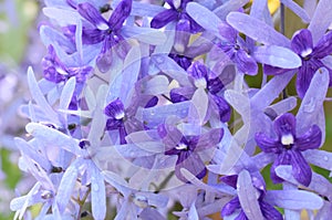 Closeup on Petrea volubilis vine flowers