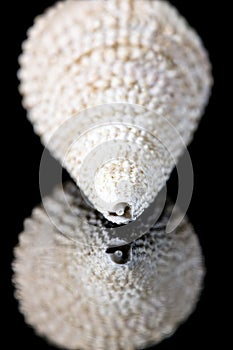 Closeup of a petrified enidae shell fossil in front of black background