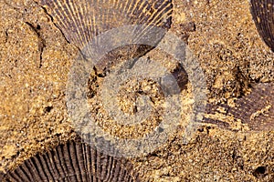 Closeup of petrified shell fossils into sand stone