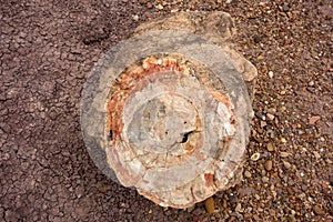 A closeup of petrified wood at a famous landmark in america