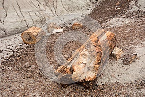 A closeup of petrified wood at a famous landmark in america