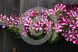 Closeup of Petunia Peppy Purple flowers in a box