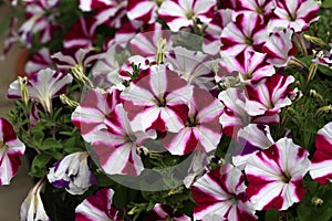 Closeup of Petunia Peppy Purple flowers in a box photo