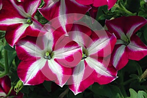 Closeup of Petunias with White Stars on Burgundy-red Petals