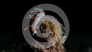 Closeup of a Phidiana militaris sea slug swimming underwater