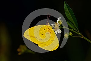 Closeup of a Phoebis argante butterfly on a flower