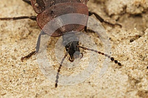 Closeup of Phosphuga atrata on surface