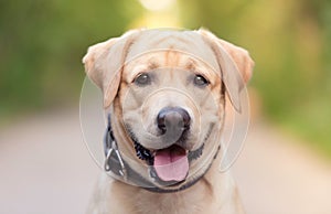 Closeup photo of an Adorable Labrador Retriever dog