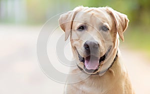 Closeup photo of an Adorable Labrador Retriever dog