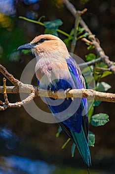 Closeup photo of the african bird Lilac-breasted roller Coracias caudatus standing on a branch